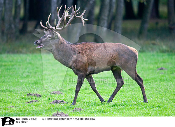 Rotwild / red deer / MBS-04531