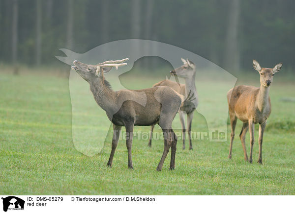 Rotwild / red deer / DMS-05279