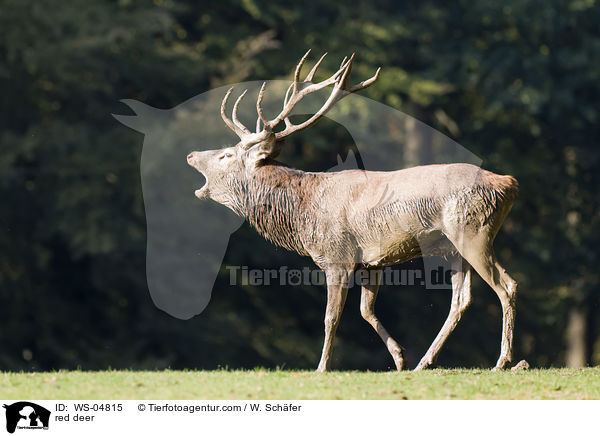 Rotwild / red deer / WS-04815