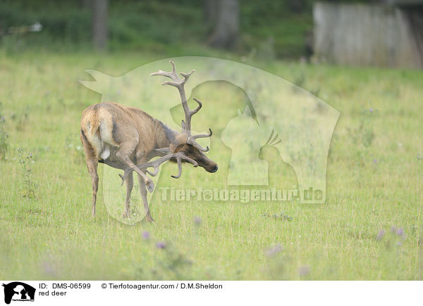Rotwild / red deer / DMS-06599