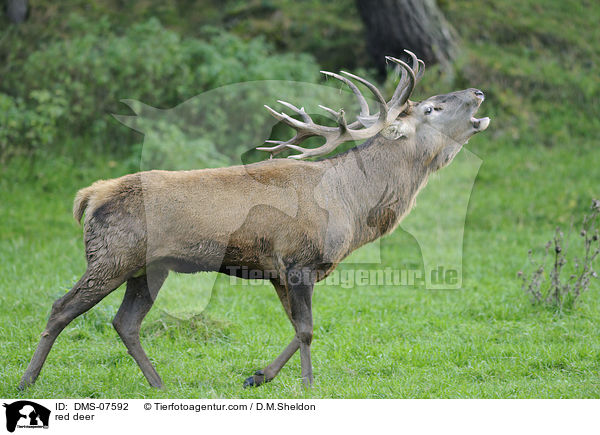 Rotwild / red deer / DMS-07592