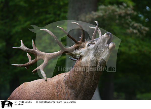 Rotwild / red deer / AVD-03062