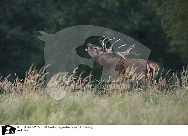 Rotwild / red deer / THA-05215