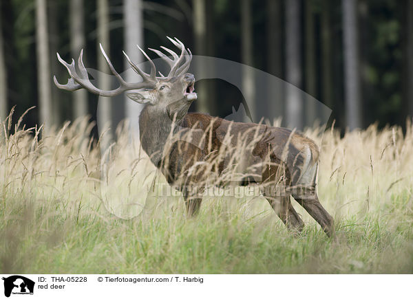 Rotwild / red deer / THA-05228