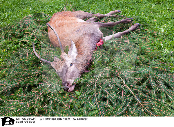 toter Hirschbock / dead red deer / WS-05924