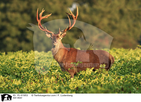 red deer / FL-01953