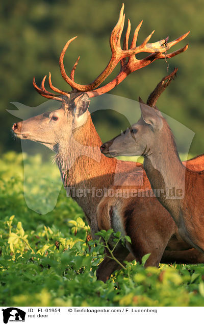 Rotwild / red deer / FL-01954