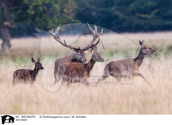 Rotwild / red deer / WS-06476