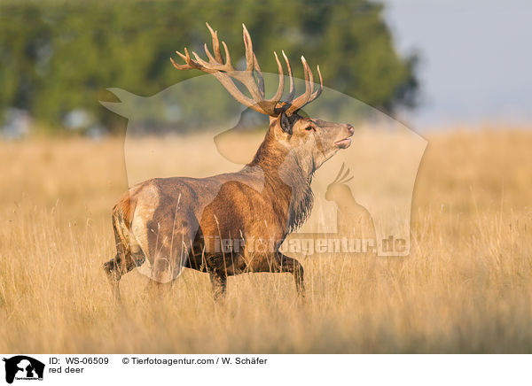 Rotwild / red deer / WS-06509
