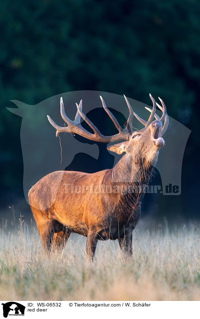 Rotwild / red deer / WS-06532