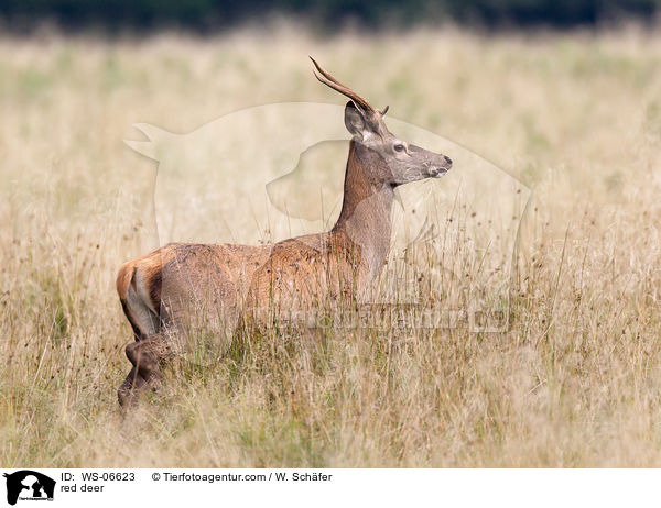 Rotwild / red deer / WS-06623