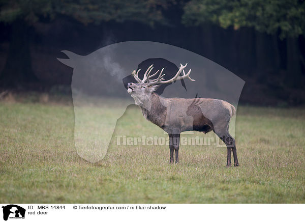 Rotwild / red deer / MBS-14844