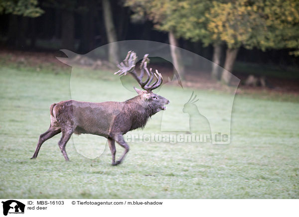 Rotwild / red deer / MBS-16103
