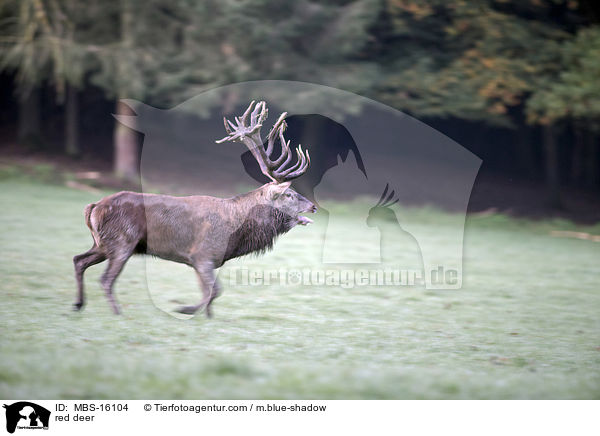 Rotwild / red deer / MBS-16104