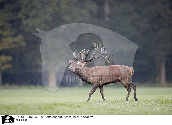 Rotwild / red deer / MBS-16125