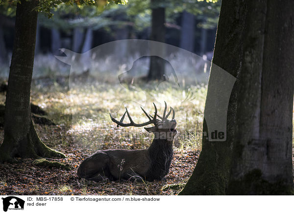 Rothirsch / red deer / MBS-17858