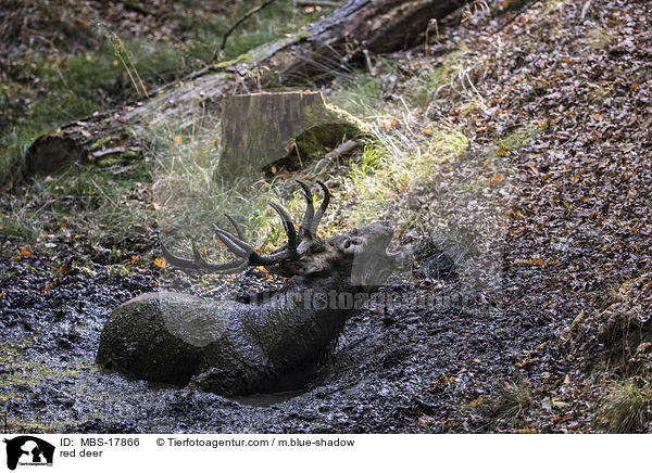 Rothirsch / red deer / MBS-17866