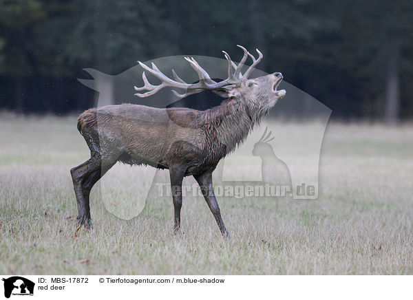 Rothirsch / red deer / MBS-17872