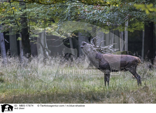 Rothirsch / red deer / MBS-17874