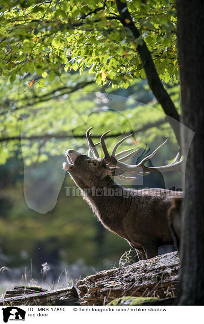 Rothirsch / red deer / MBS-17890