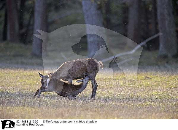 stehendes Rotwild / standing Red Deers / MBS-21326