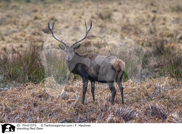 stehender Rothirsch / standing Red Deer / FH-01070