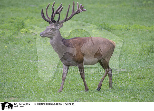 Rotwild / red deer / IG-03162
