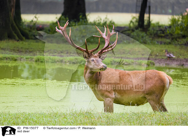 Rotwild / red deer / PW-15077