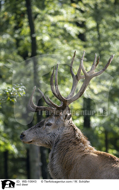 Rotwild / red deer / WS-10643