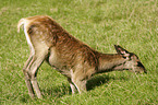 red deer hind