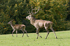 red deer