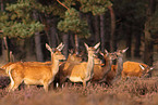 red deer