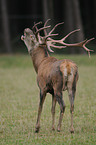 red deer