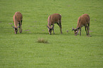 red deer