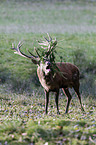 red deer