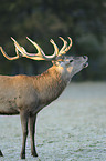 red deer