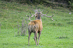 red deer