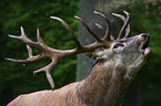 red deer