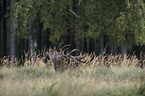 red deer