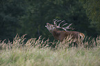 red deer