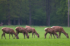 red deer