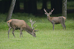 red deer