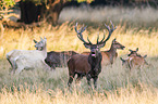 red deer