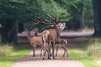 red deer