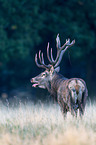 red deer