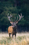 red deer