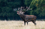 red deer