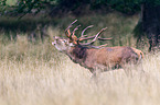 red deer