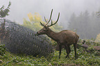 standing Red Deer