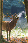 standing Red Deer